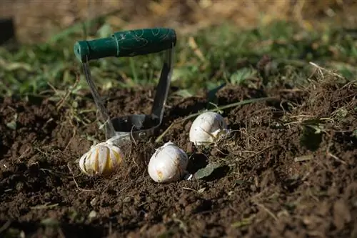 Ornamental Garlic Onions: Everything you need to know