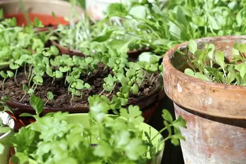 Ontkiem pietersielie vinniger: nuttige groeiwenke