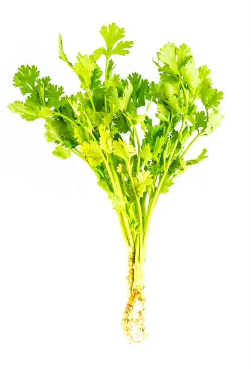 Parsley turns yellow