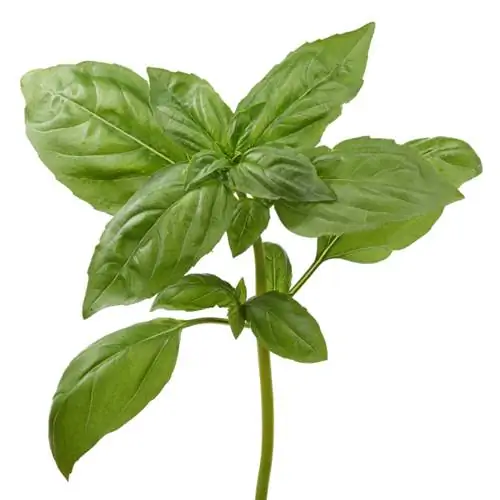 Basil offshoots