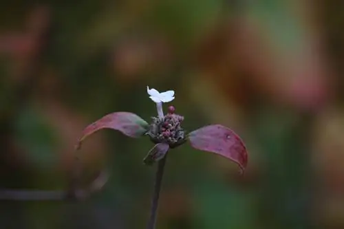 Wanneer is het juiste moment om viburnum te planten? deskundig advies