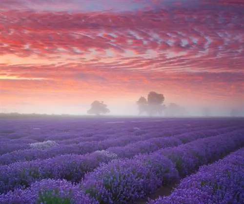 Ombra parziale lavanda