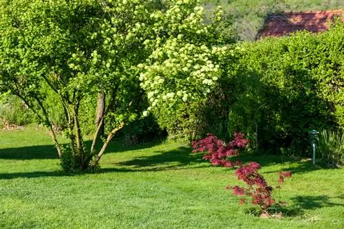 Cutting the viburnum bush: When and how is it best?