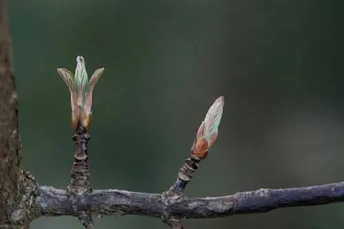 Former viburnum