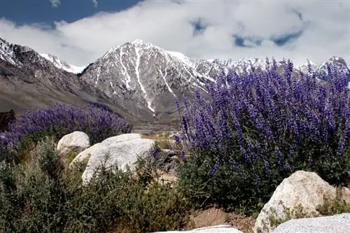 Lavanda tuproq