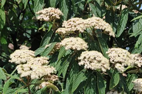 Wrinkle-leaved viburnum pruning