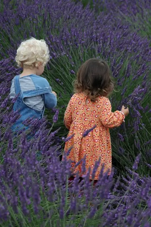 Lavendel mürgine