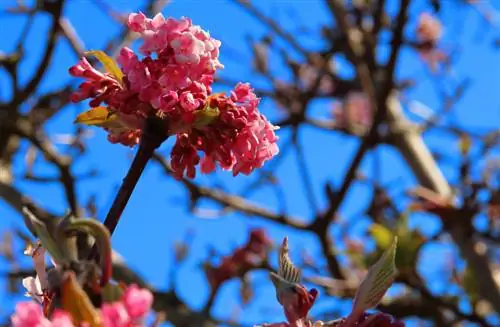 Bola de nieve en el jardín: épocas de floración y consejos para las plantas