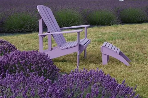 Lavender кам көрүү