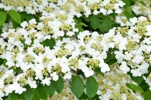 Gnojite viburnum