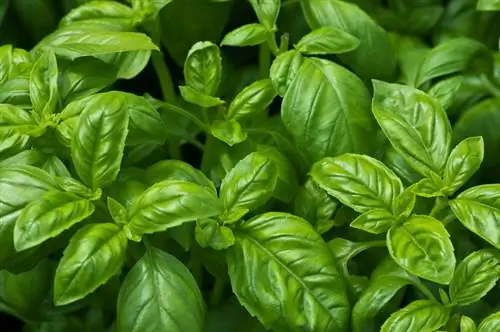 Fertilize basil