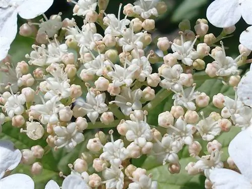 Viburnum blossom