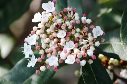 Espècie de viburnum