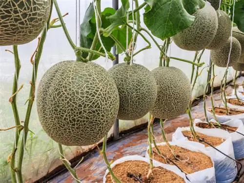 Melon in the greenhouse