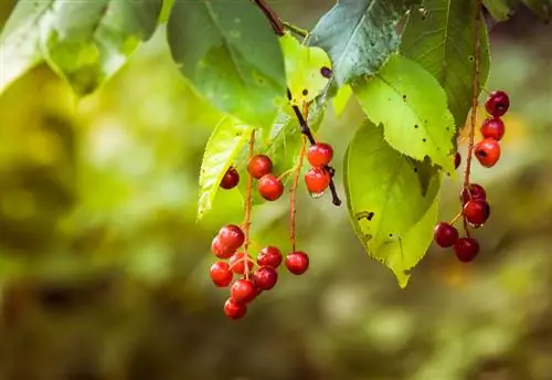 Viburnum bolezni