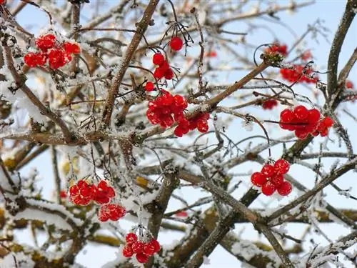 Snowball Fruits: Uses, Risks and Benefits