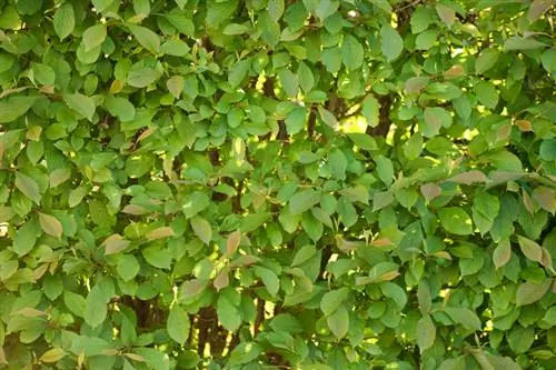 Viburnum hedge