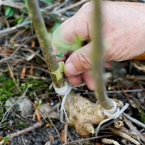 Altoire cu sâmbure: Cum să îmbunătățești înflorirea și randamentul