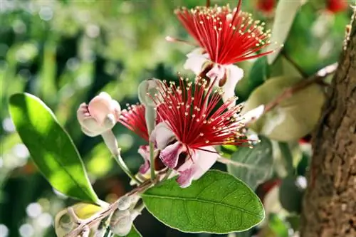 Overwintering pineapple guava