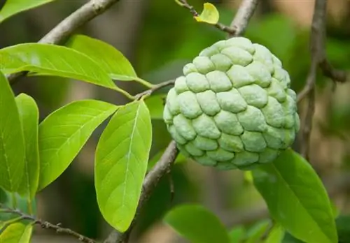 גידול עצי Cherimoya בעצמך: עצות וטריקים