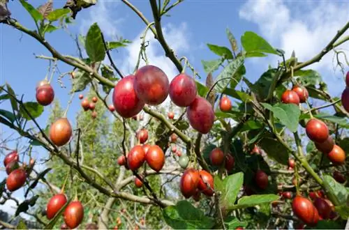 Áttelelő tamarillo