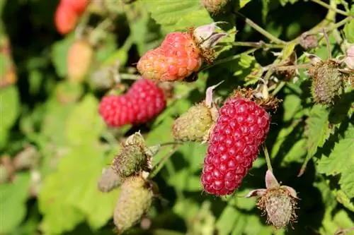 Gupitin ang loganberries