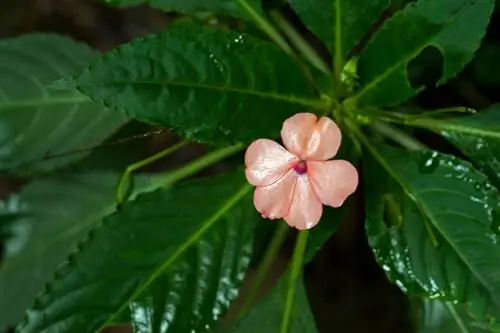 শীতকালে ব্যস্ত লিসচেন: বেঁচে থাকা এবং হাইবারনেশন