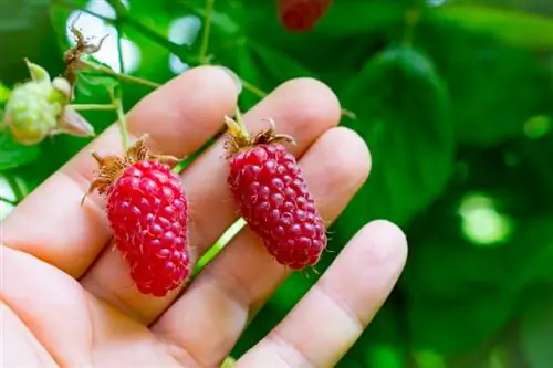 Loganberry: merawat dan memanen buah beri yang lezat