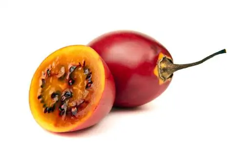 Tamarillo-teelt