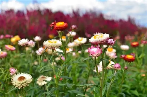 Strobloemen in de winter: welke soorten zijn winterhard?