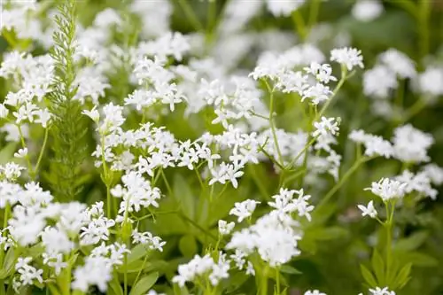 Flor de aspérula: saborosa, curativa e decorativa