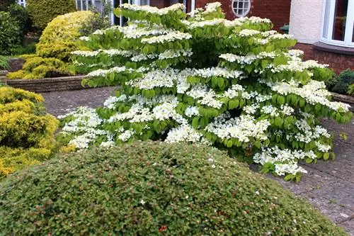 Oorplant viburnum