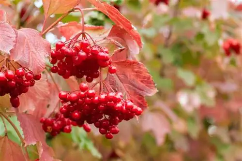 Viburnum koluna necə düzgün qulluq etmək olar - ən yaxşı məsləhətlər və fəndlər