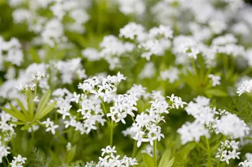 Skovruffs blomstringstid