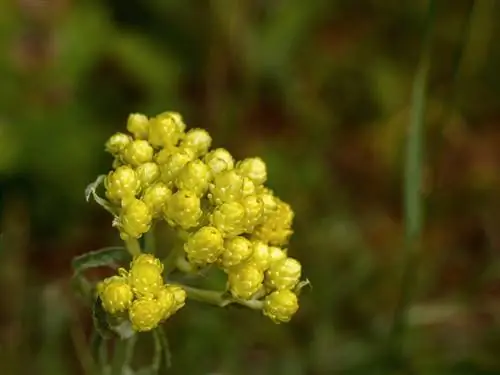 Tipos de flores de paja de un vistazo: un esplendor de color para cada jardín