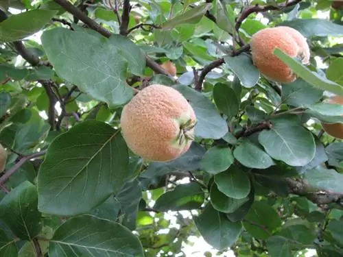 Piantare un albero di mele cotogne: come coltivarlo con successo nel proprio giardino