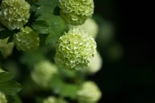 Pest infestation on the viburnum: prevention and solutions