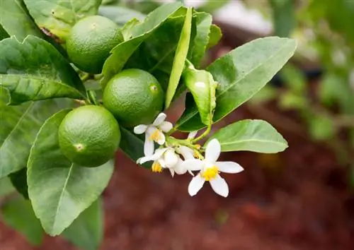 Potong pohon jeruk dengan benar: Beginilah keberhasilan topiary