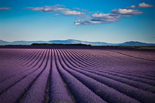 Lavendel variëteiten