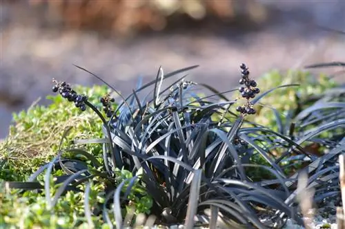 Barba di serpente nero nel giardino