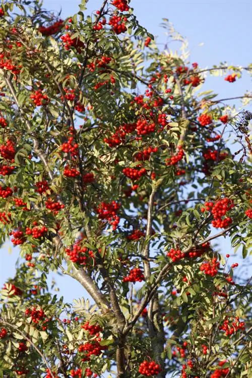 Pardal al teu propi jardí: ubicació, plantació i cura