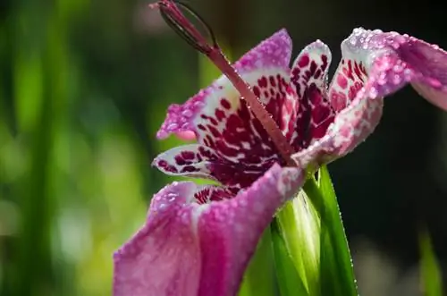 ¿Sobrevive la flor del tigre al invierno? Todo sobre cuidado y protección