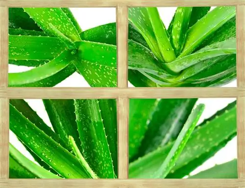 Determine aloe vera