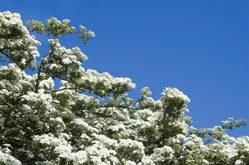 Pagputol ng mga hawthorn hedge: Ito ay kung paano ito gawin nang tama at malumanay