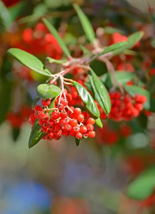 Sny cotoneaster: Hoe om behoorlik vir jou plant te sorg