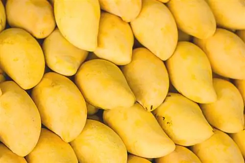 Temporada de mangos