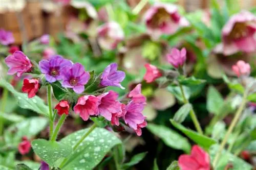 Caratteristiche reali della lungwort