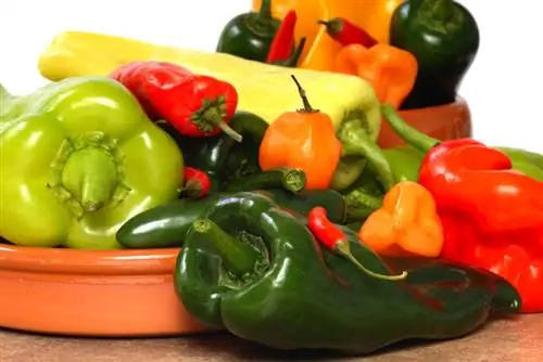 Types and varieties of peppers: Discover variety and spiciness