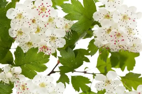 Hawthorn በአትክልቱ ውስጥ: ምርጫ, እንክብካቤ እና አጠቃቀም