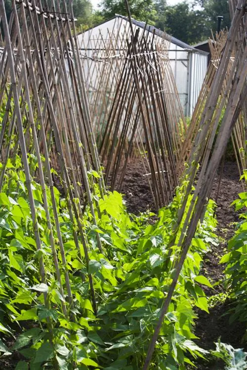 Snijbonen kweken in de tuin: wanneer, hoe en waar?